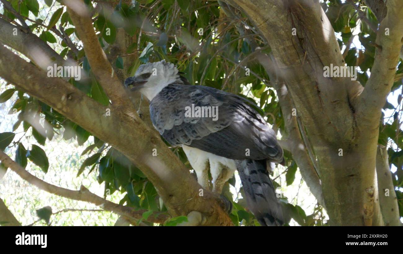 Los Angeles, Kalifornien, USA 20. August 2024 Harpy Eagle im LA Zoo am 20. August 2024 in Los Angeles, Kalifornien, USA. Foto: Barry King/Alamy Stock Photo Stockfoto