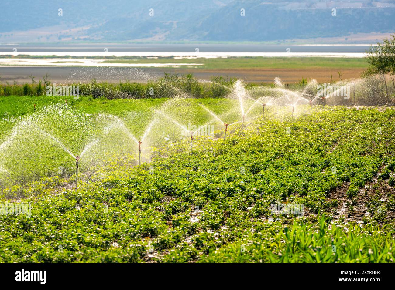 Automatische Sprinkler-Bewässerung in der Gemüsefarm. Selektiver Fokus und Bewegungsunschärfe Stockfoto