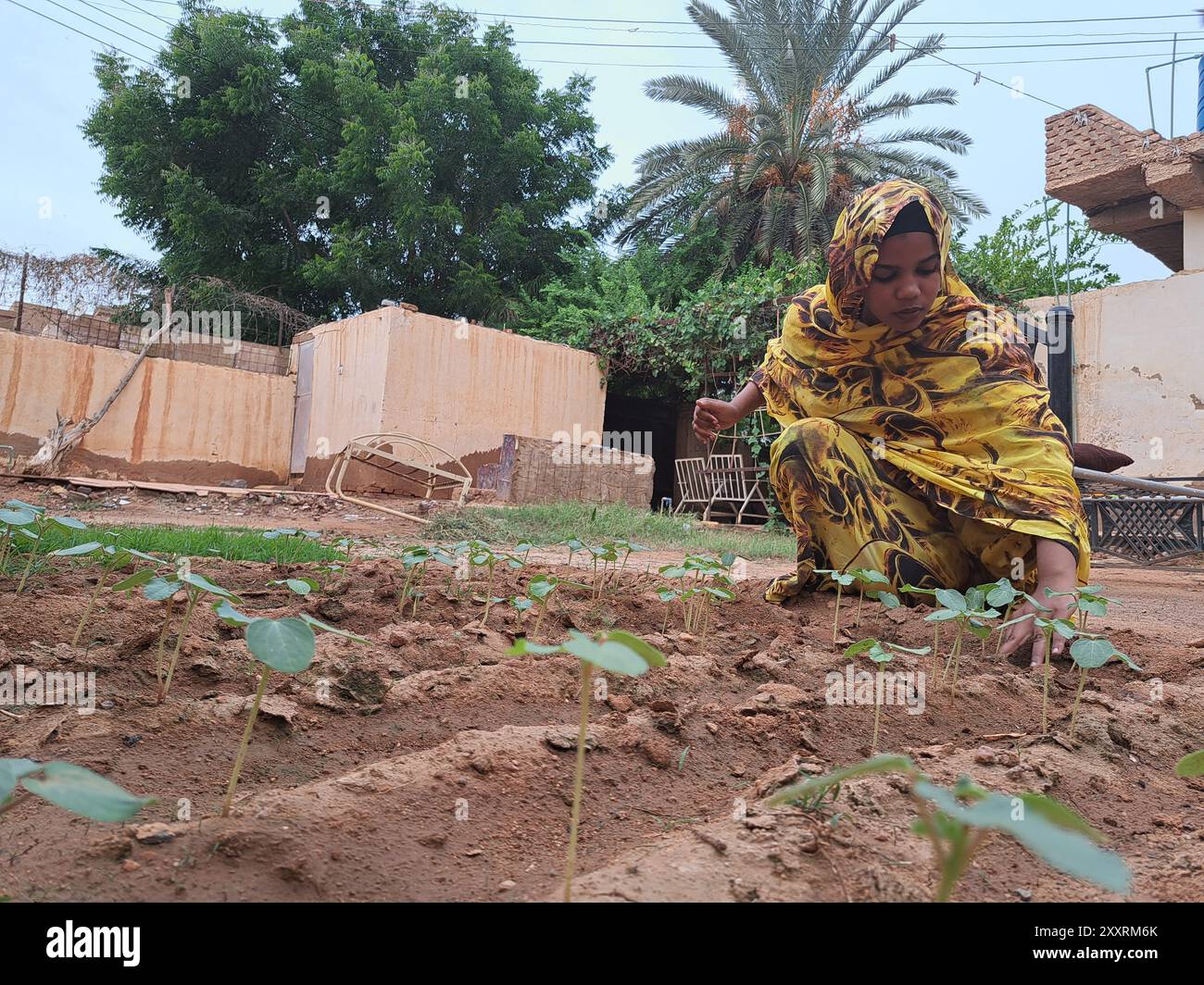 Khartum, Sudan. August 2024. Dieses Foto mit einem Mobiltelefon zeigt Nadia Ezz El-DIN, eine sudanesische Einwohnerin, die am 23. August 2024 in ihrer Farm in Omdurman, nördlich der Hauptstadt Khartum, im Sudan, Gemüse kontrolliert. Die häusliche Landwirtschaft ist für einige Menschen angesichts des anhaltenden Konflikts im Land zu einer alternativen Nahrungsquelle geworden. Quelle: Khalifa Abdalla/Xinhua/Alamy Live News Stockfoto