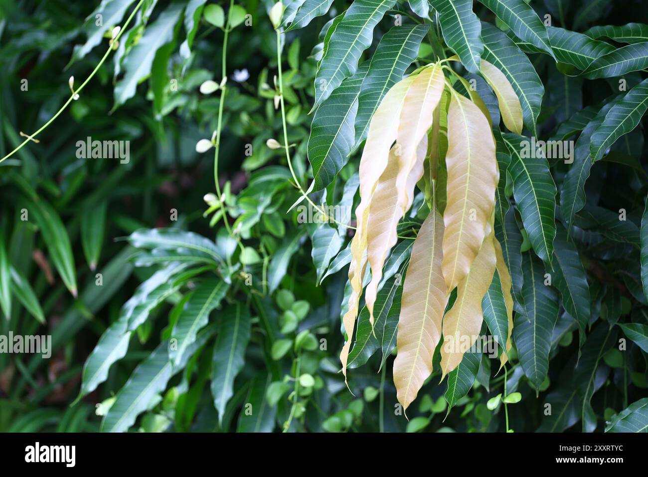 Frische Blätter des Mangobaumes sind auf den Ästen, sowohl jung als auch alt, haben in dunkelgrüner und hellbrauner Form ein Konzept der Natur im Leben. Stockfoto