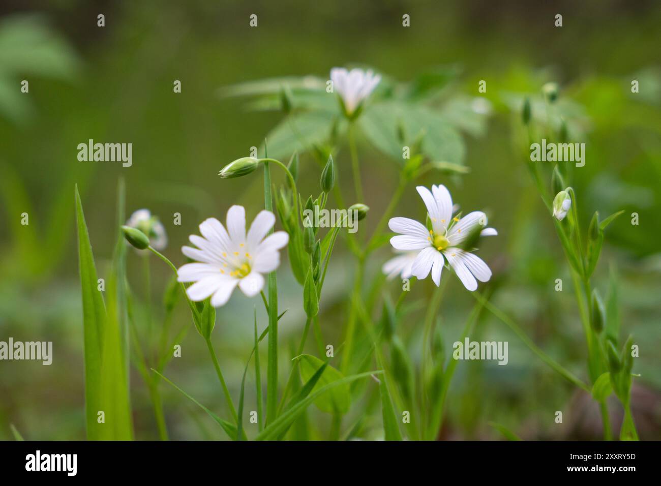 Stellaria Medienblumen, Nahaufnahme. Stockfoto