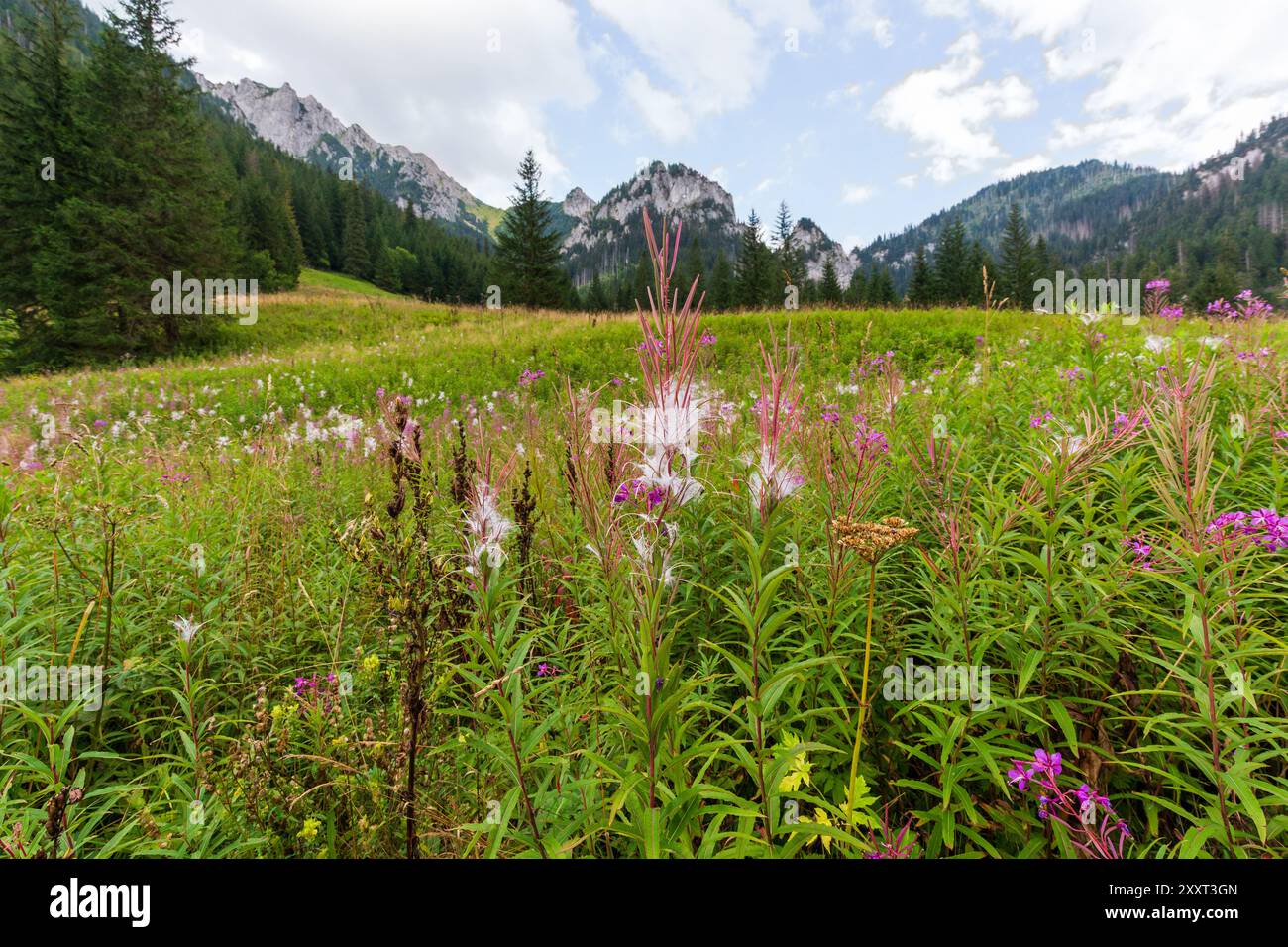 Bunte Blumen auf der Wiese im Koscieliska-Tal in der Tatra Stockfoto