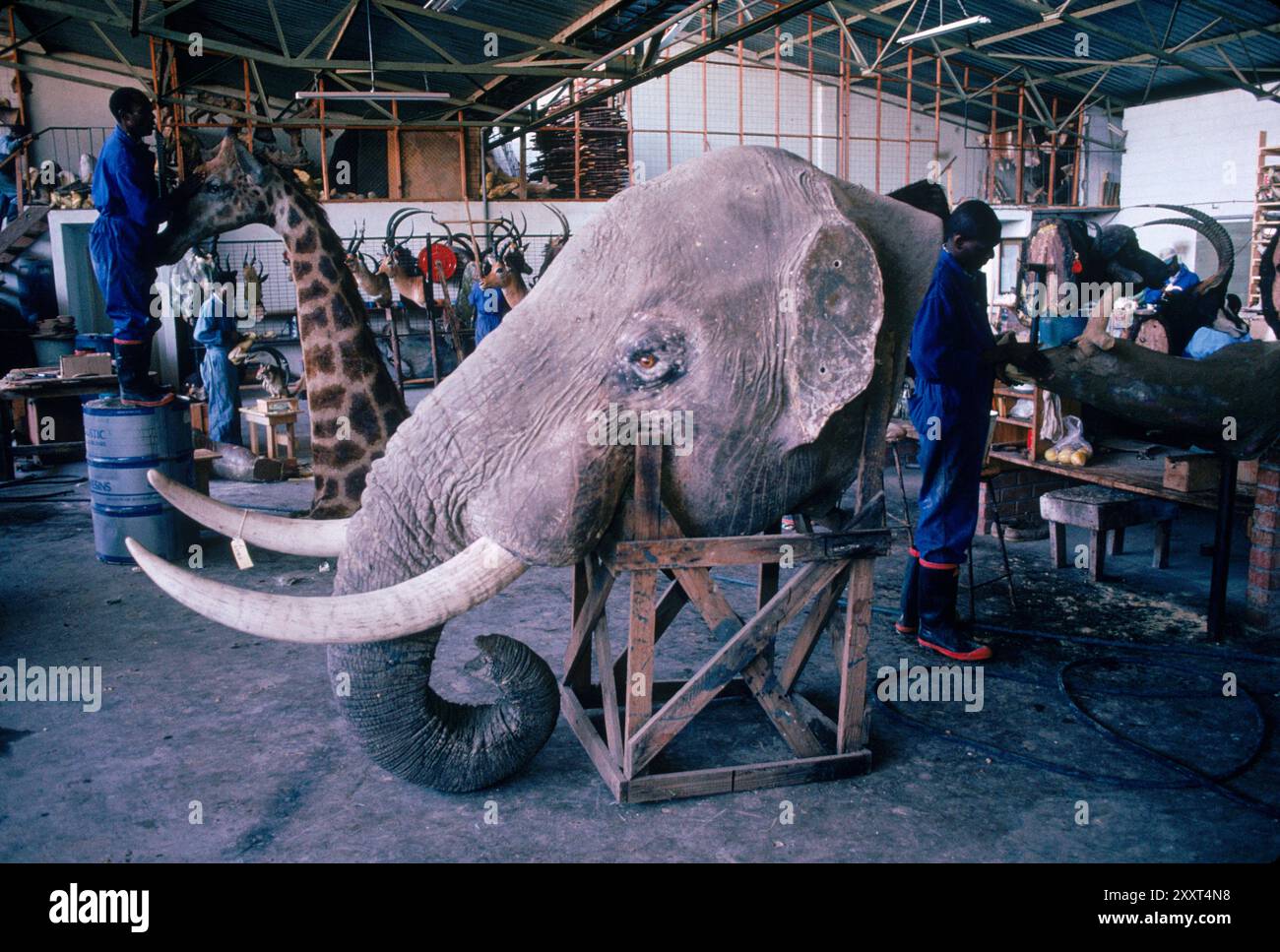 Elefantenkopf mit elfenbeinfarbenen Stoßzähnen und anderen Jagdtrophäen in einem Präparierladen in Bulawayo, Simbabwe. Stockfoto