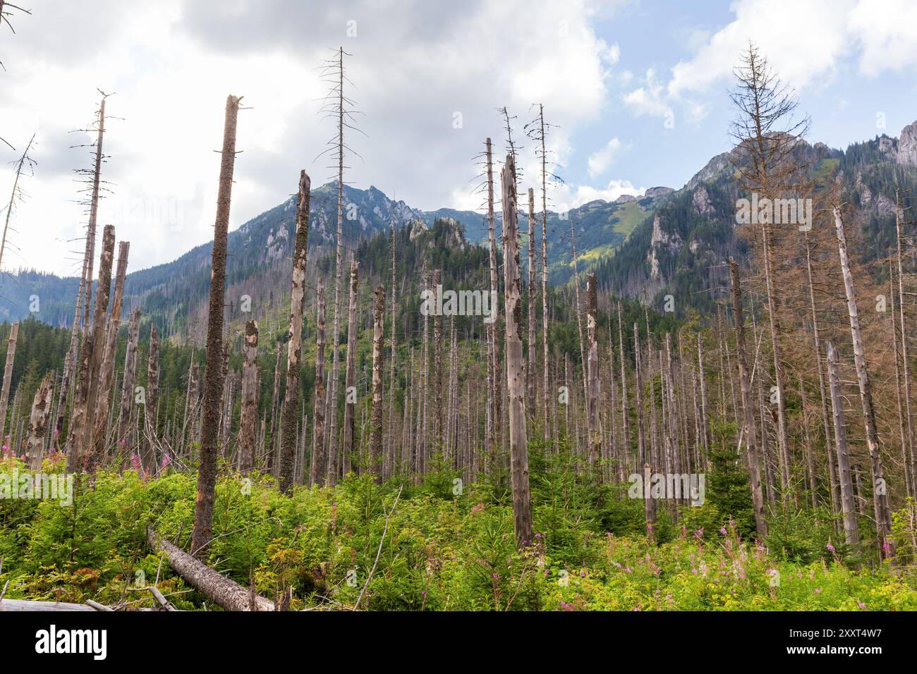 Toter Wald im Koscieliska-Tal im Tatra-Gebirge in Polen Stockfoto