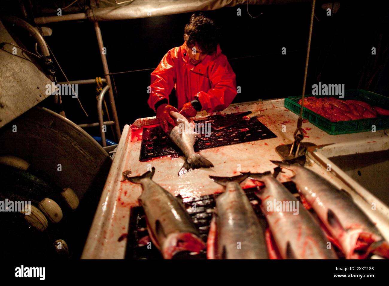 Ein Deckshand an Bord des Lachskleppnetzschiffs Njord, Guts and Cleans Chum Lachs im Puget Sound bei Seattle im November 2010. Stockfoto