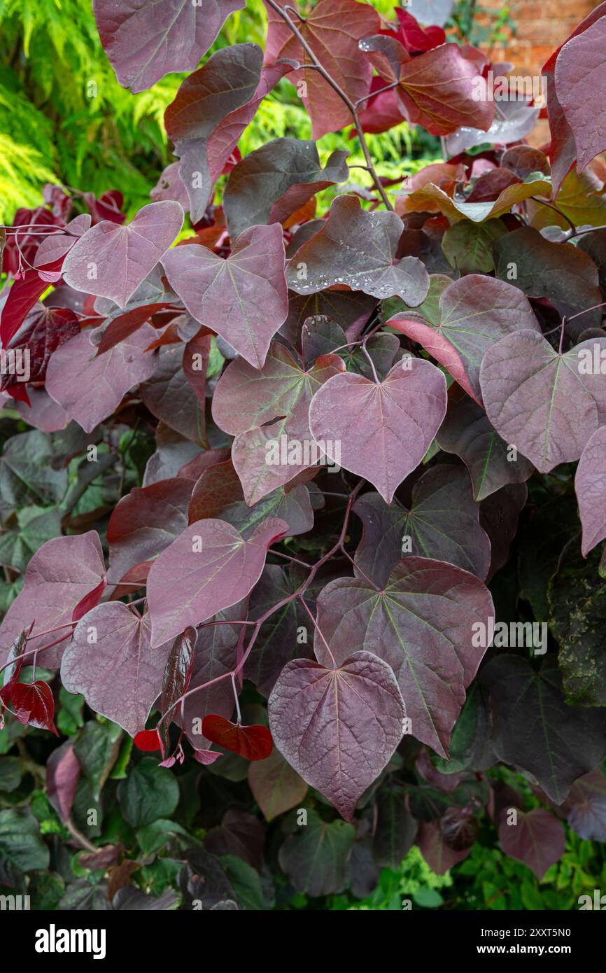 Cercis canadensis „Forest Pansy“ ein Sträucher oder kleiner Baum mit tiefviolettem, herzförmigem Laub. Stockfoto