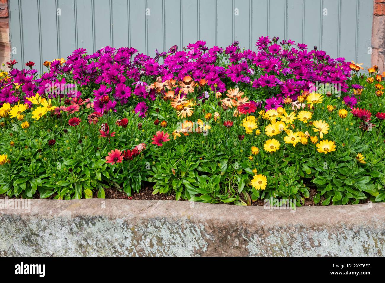 Buntes Osteospermum, das in einem alten Steintrog wächst. Stockfoto