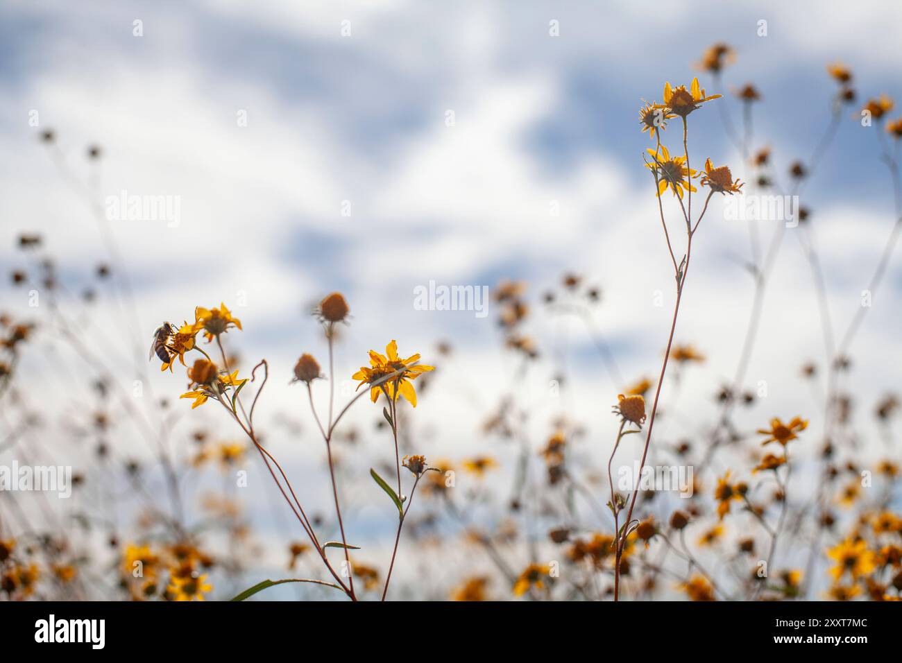 Eine einsame Biene auf einer Wildblume vor dem Hintergrund des Himmels Stockfoto