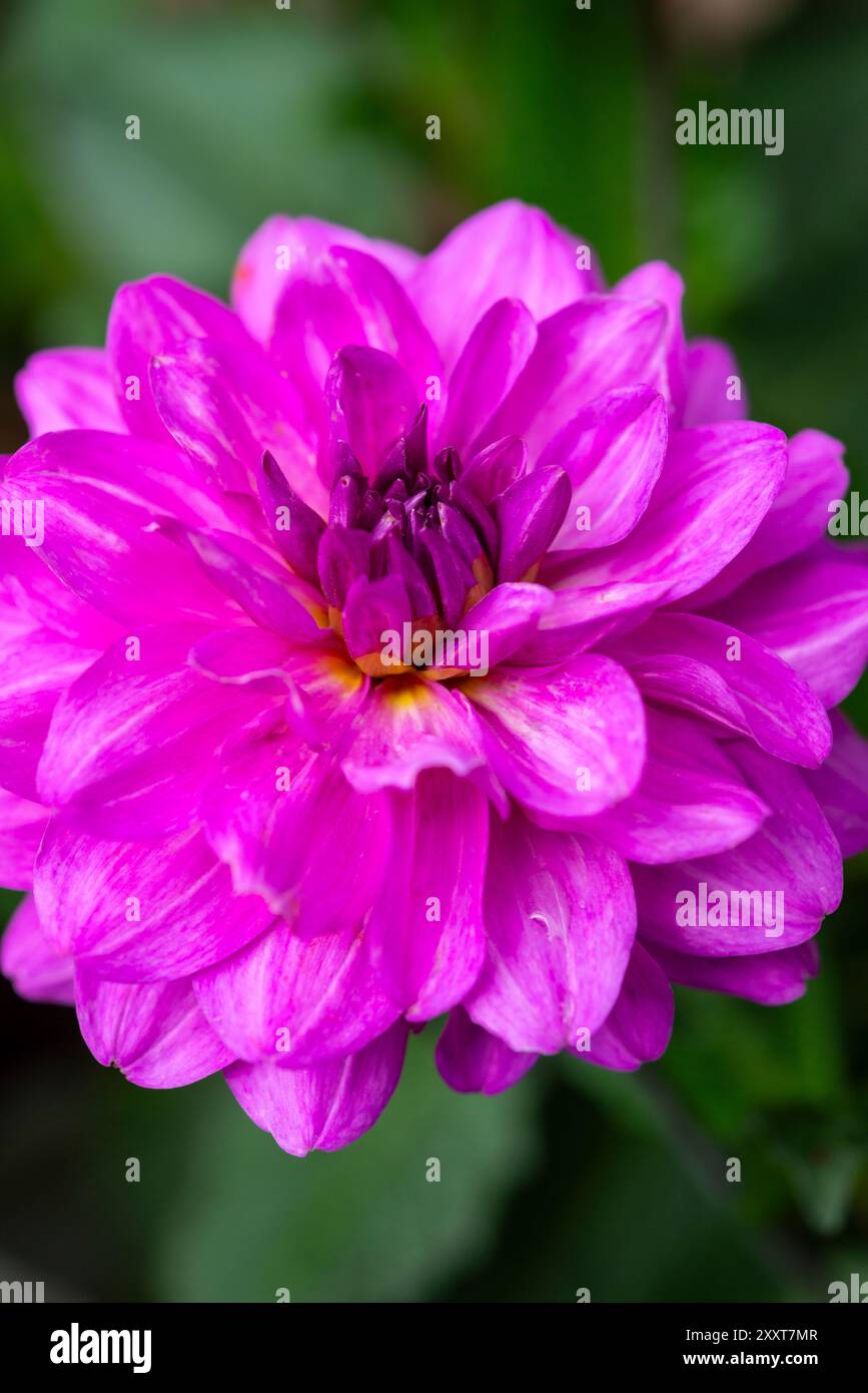 Große Dahlienblume mit hellrosa/violetten Blüten im Spätsommer Stockfoto