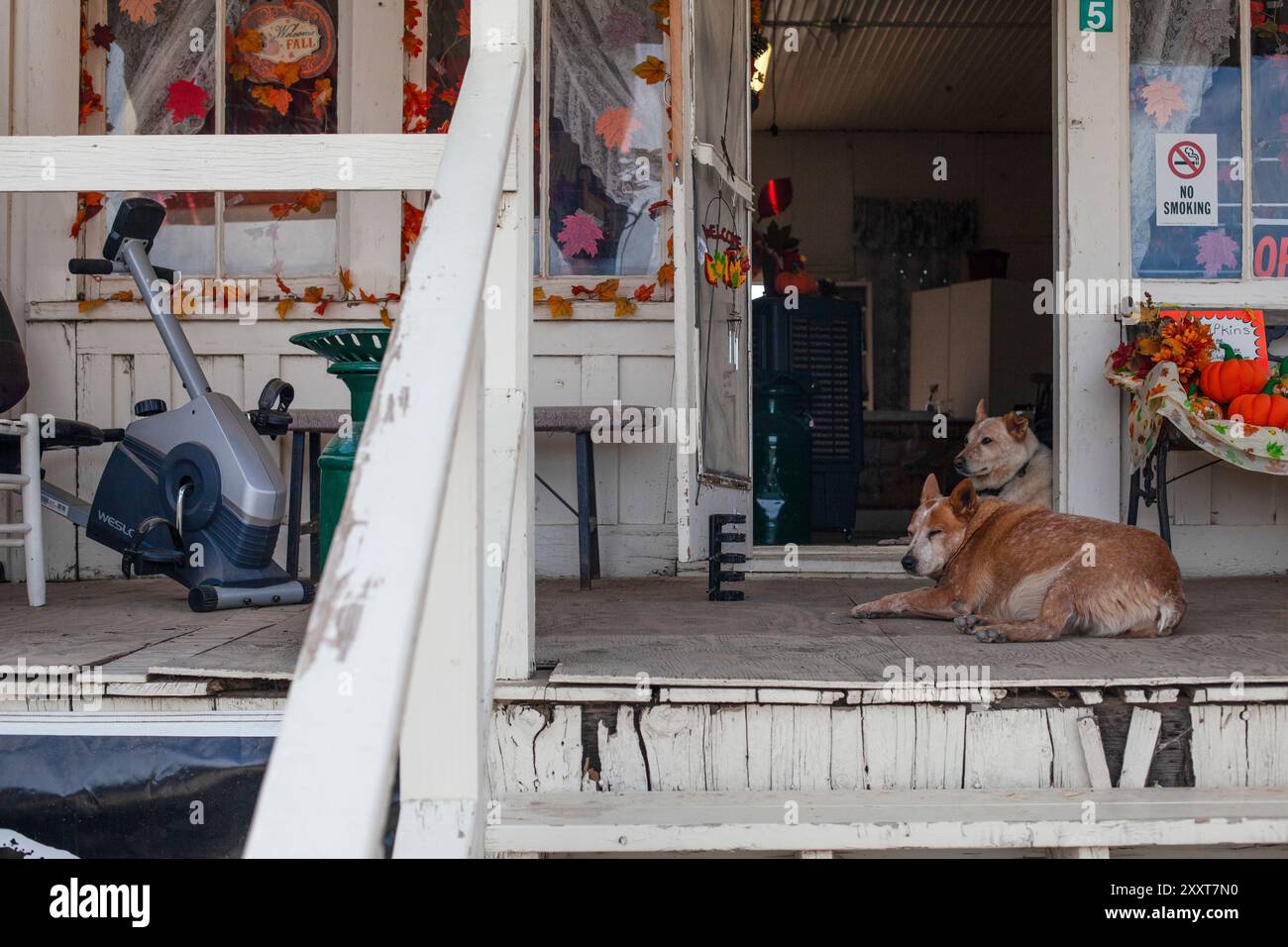 Hunde hängen auf der Veranda in Cleator, Arizona Stockfoto