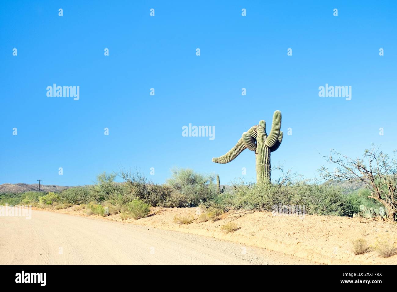 Ein Saguaro-Kaktus, der auf einer unbefestigten Straße zur Seite gebeugt ist Stockfoto