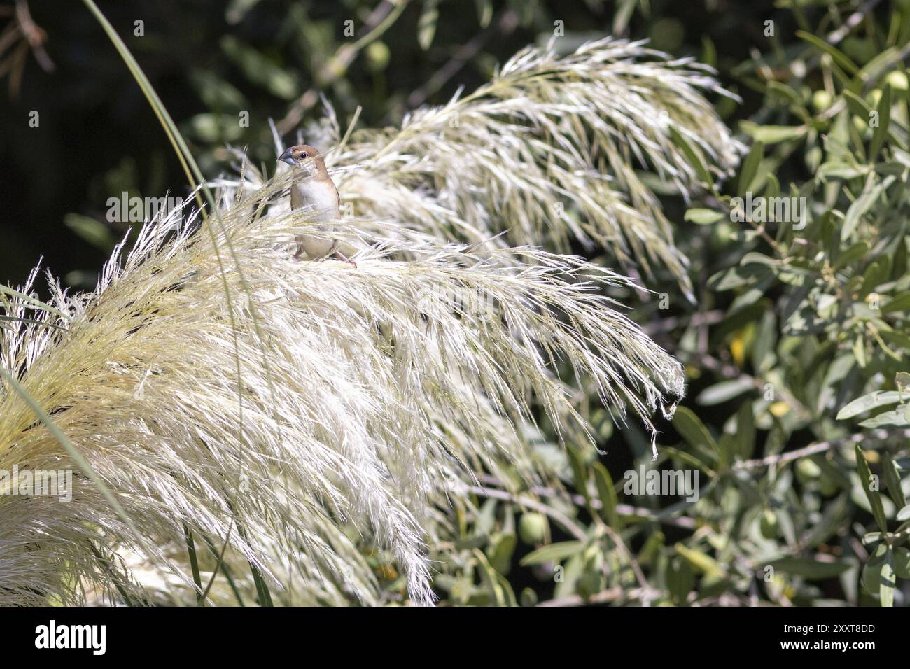 Indische Silberschnabel oder Weißkehlmunia (Euodice malabarica) isst pampa-Grassamen in einem Garten in Nizza im Süden Frankreichs Stockfoto