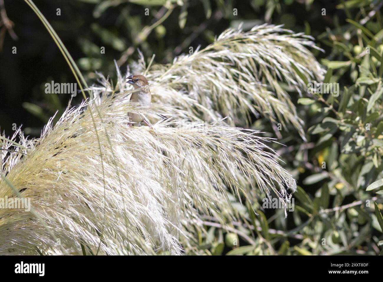 Indische Silberschnabel oder Weißkehlmunia (Euodice malabarica) isst pampa-Grassamen in einem Garten in Nizza im Süden Frankreichs Stockfoto