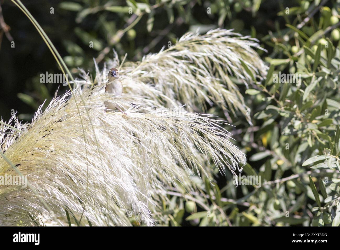 Indische Silberschnabel oder Weißkehlmunia (Euodice malabarica) isst pampa-Grassamen in einem Garten in Nizza im Süden Frankreichs Stockfoto