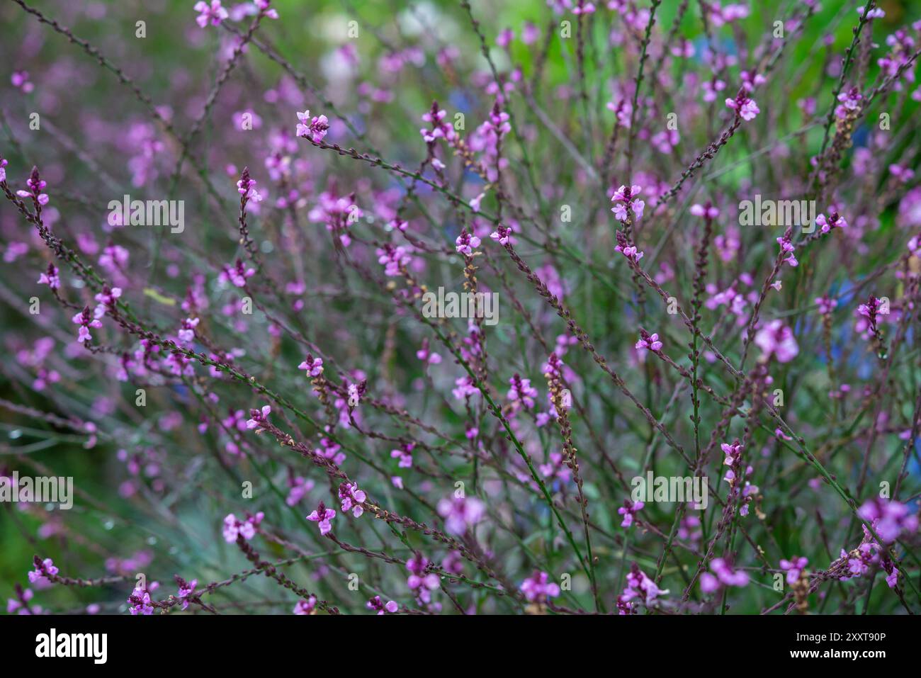 Verbena Officinalis 'Bampton' blüht im Spätsommer. Eine mehrjährige Pflanze mit feinen Stielen und kleinen lila Blüten. Stockfoto