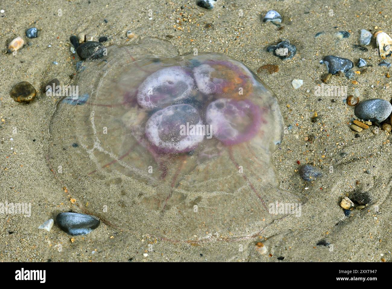 Mondgelee, gewöhnliche Quallen (Aurelia aurita), angespülte Quallen und Feuersteine an der Nordsee, Deutschland, Schleswig-Holstein, Helgoland Stockfoto