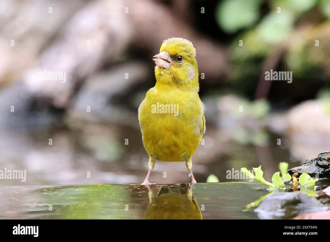 westgrünfink (Carduelis chloris, Chloris chloris), Männchen singt im Bach, Deutschland, Mecklenburg-Vorpommern Stockfoto