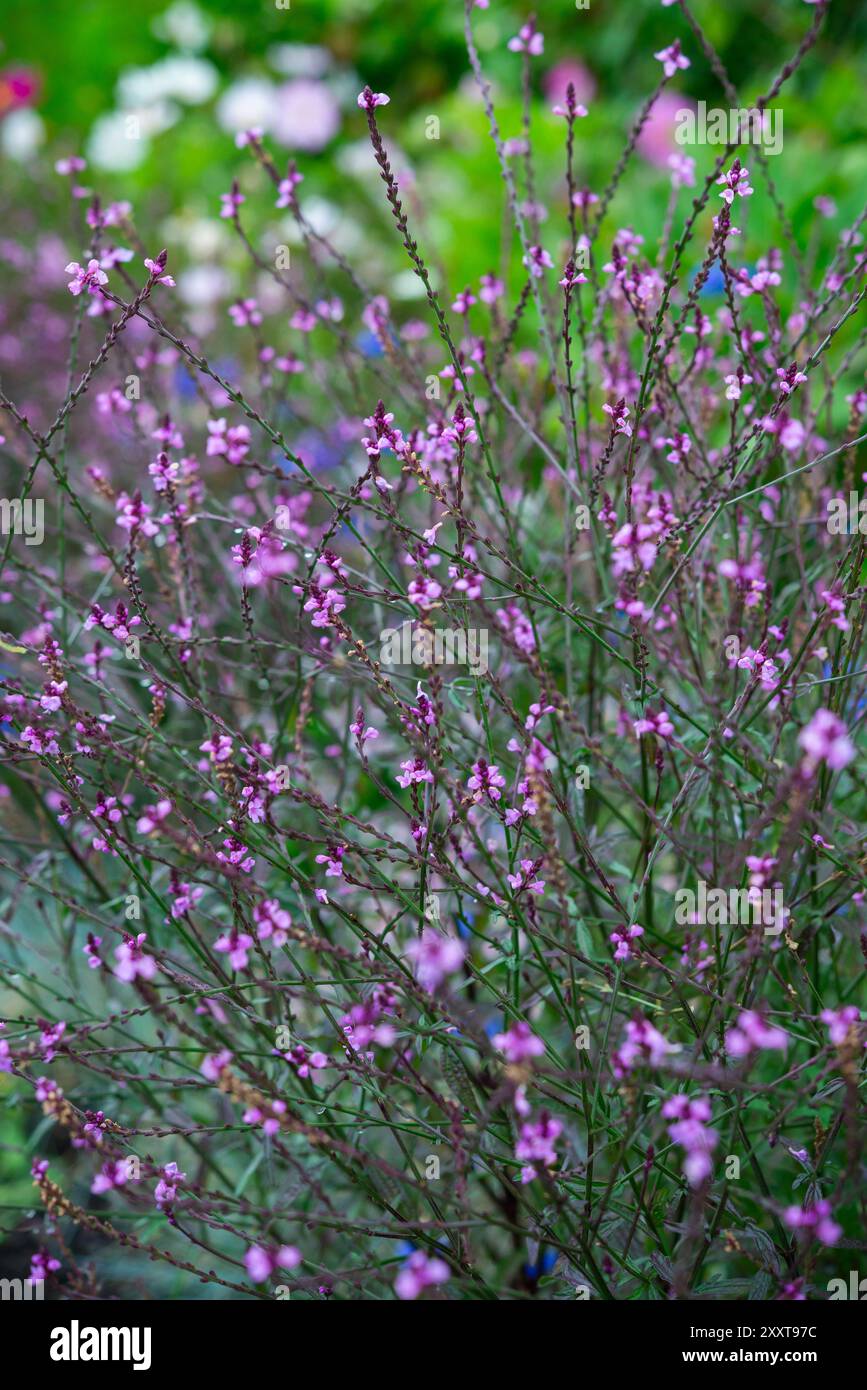 Verbena Officinalis 'Bampton' blüht im Spätsommer. Eine mehrjährige Pflanze mit feinen Stielen und kleinen lila Blüten. Stockfoto