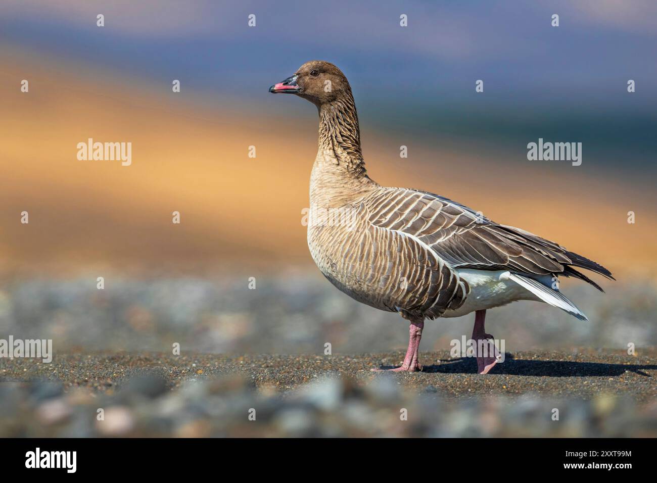 Rosafarbene Gans (Anser brachyrhynchus), Spaziergang auf dunklem Sand, Seitenansicht, Island, Varmahlíð Stockfoto