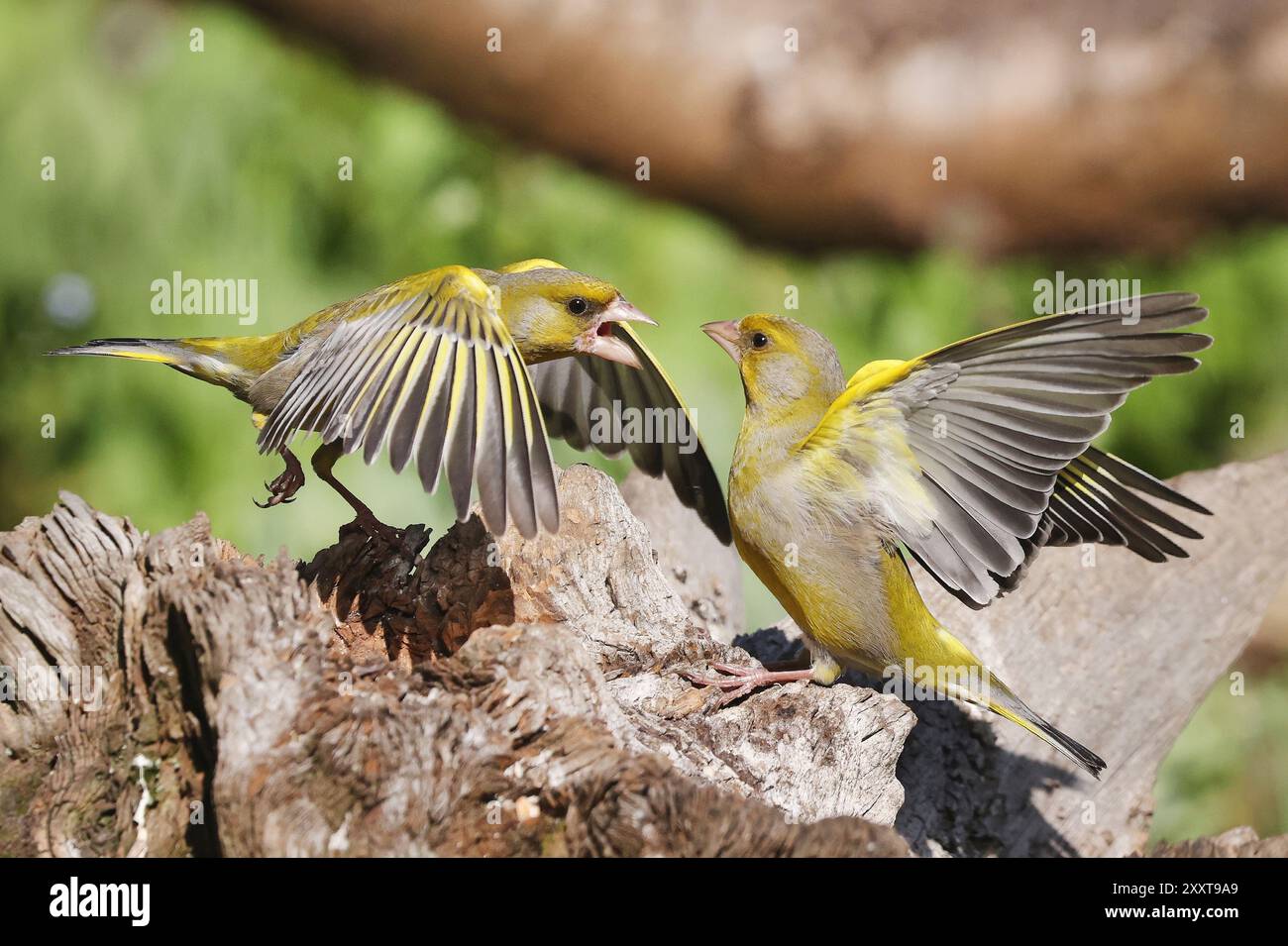 westlicher Grünfink (Carduelis chloris, Chloris chloris), zwei Männchen argumentieren, Deutschland, Mecklenburg-Vorpommern Stockfoto