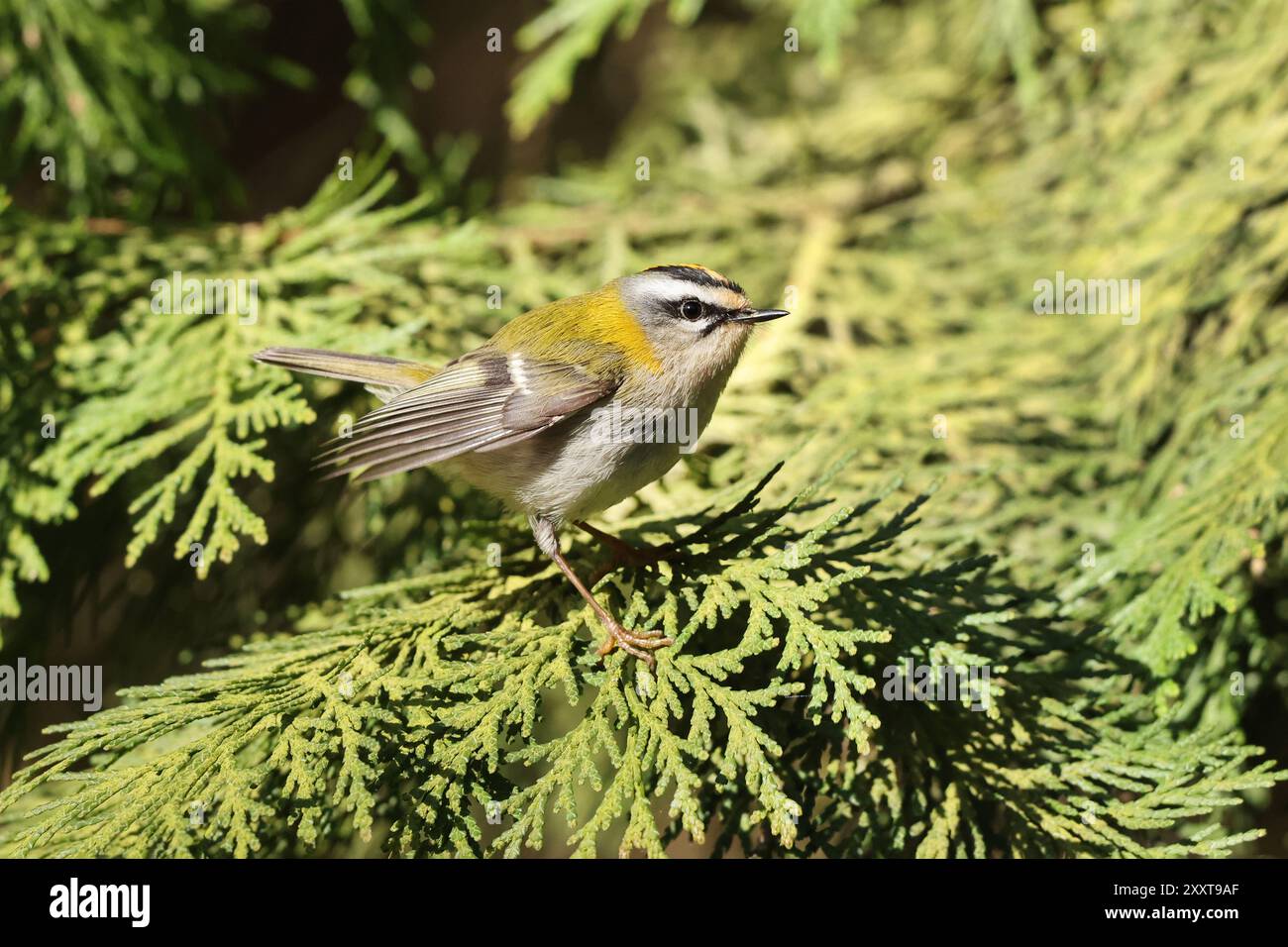 Firecrest (Regulus ignicapilla, Regulus ignicapillus), befindet sich auf dem Zweig von arborvita, Deutschland, Mecklenburg-Vorpommern Stockfoto