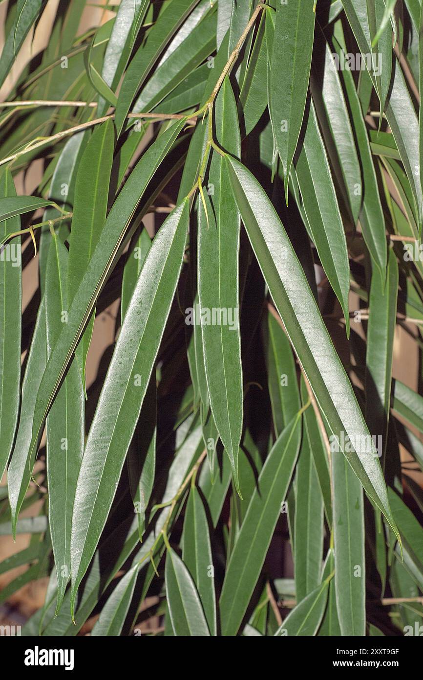 Ficus binnendijkii CV. Alii, Moraceae. Immergrüner Baum, Zierpflanze im Innenbereich. Stockfoto
