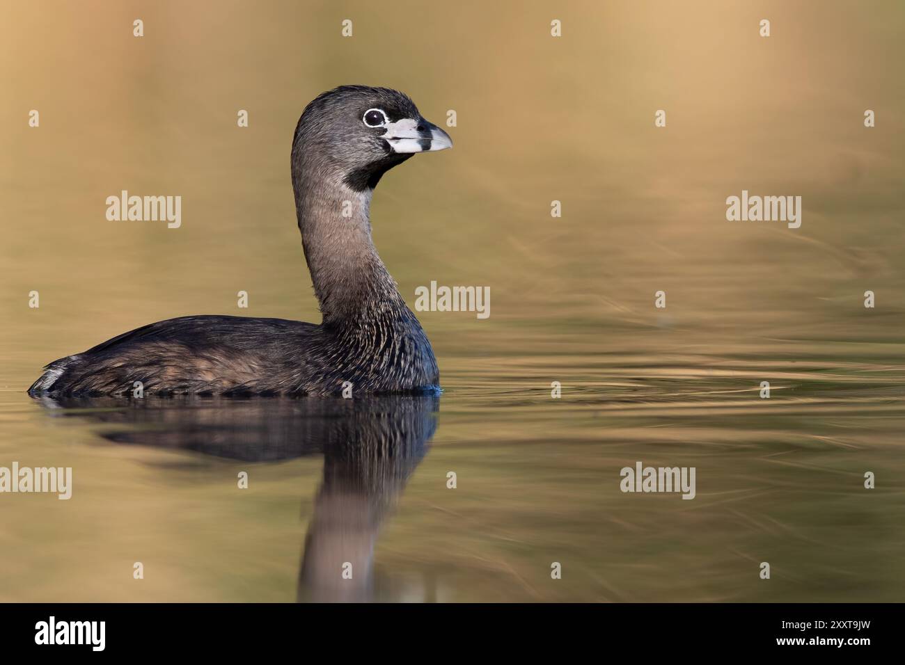 rattenschnabel (Podilymbus podiceps), Erwachsene schwimmen in einem See, USA Stockfoto
