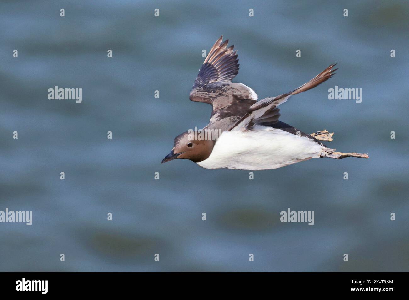 Gemeine guillemot (Uria aalge), im Flug über die Nordsee, Deutschland, Schleswig-Holstein, Helgoland Stockfoto