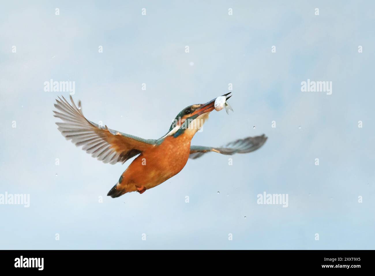 eisvogel (Alcedo atthis), Weibchen mit gefangenem Fisch im Schnabel im Flug, Deutschland, Mecklenburg-Vorpommern Stockfoto