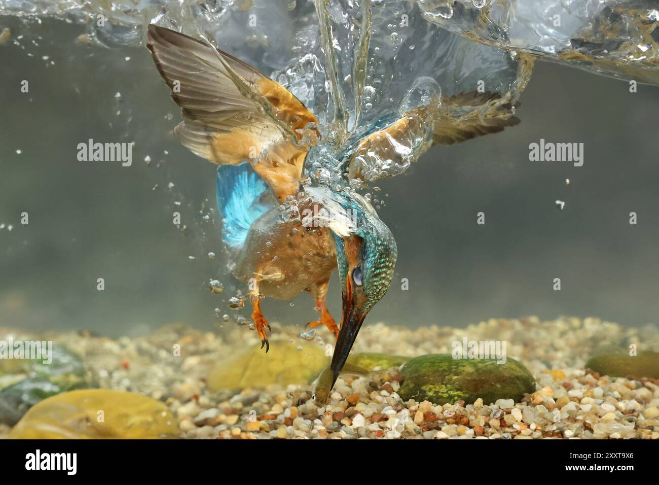 fluss eisvogel (Alcedo atthis), weibliches Tauchen ins Wasser, um einen gemäßigten Fisch zu fangen, Deutschland, Mecklenburg-Vorpommern Stockfoto