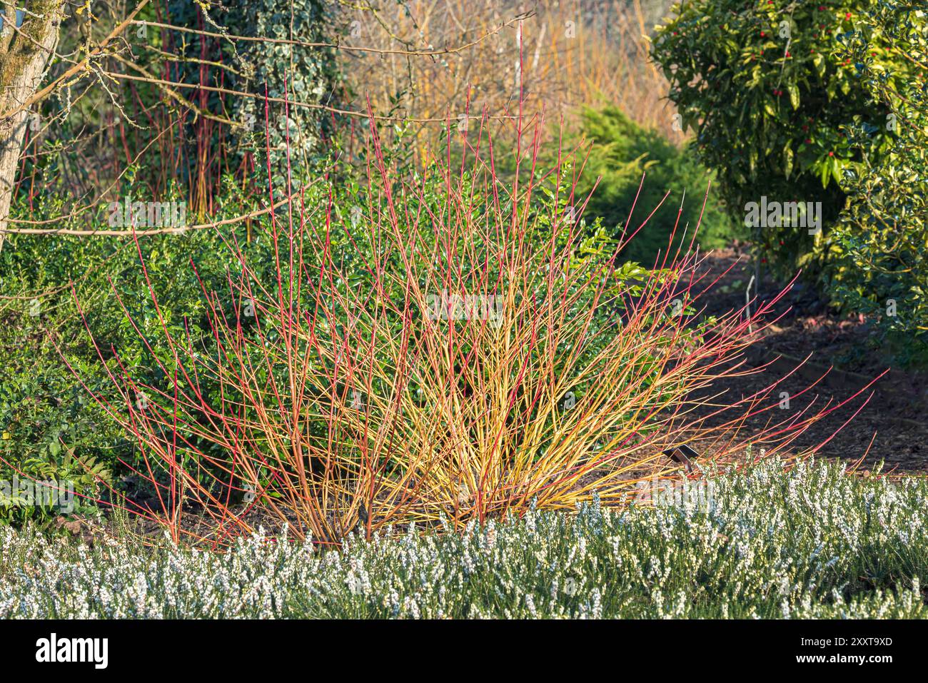 dogwood, Hundebeere (Cornus sanguinea „Winter Beauty“, Cornus sanguinea Winter Beauty), Habitus im Winter, Sorte Winter Beauty, Europa, Bundesrepubli Stockfoto