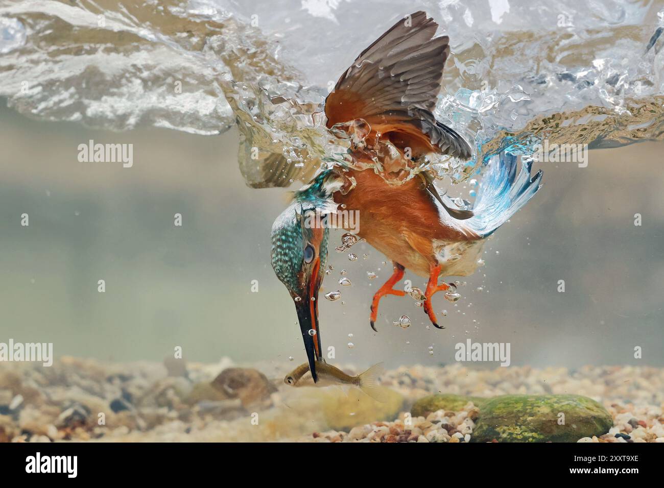 eisvogel (Alcedo atthis), weibliches Tauchen ins Wasser, um einen Fisch zu fangen, Deutschland, Mecklenburg-Vorpommern Stockfoto