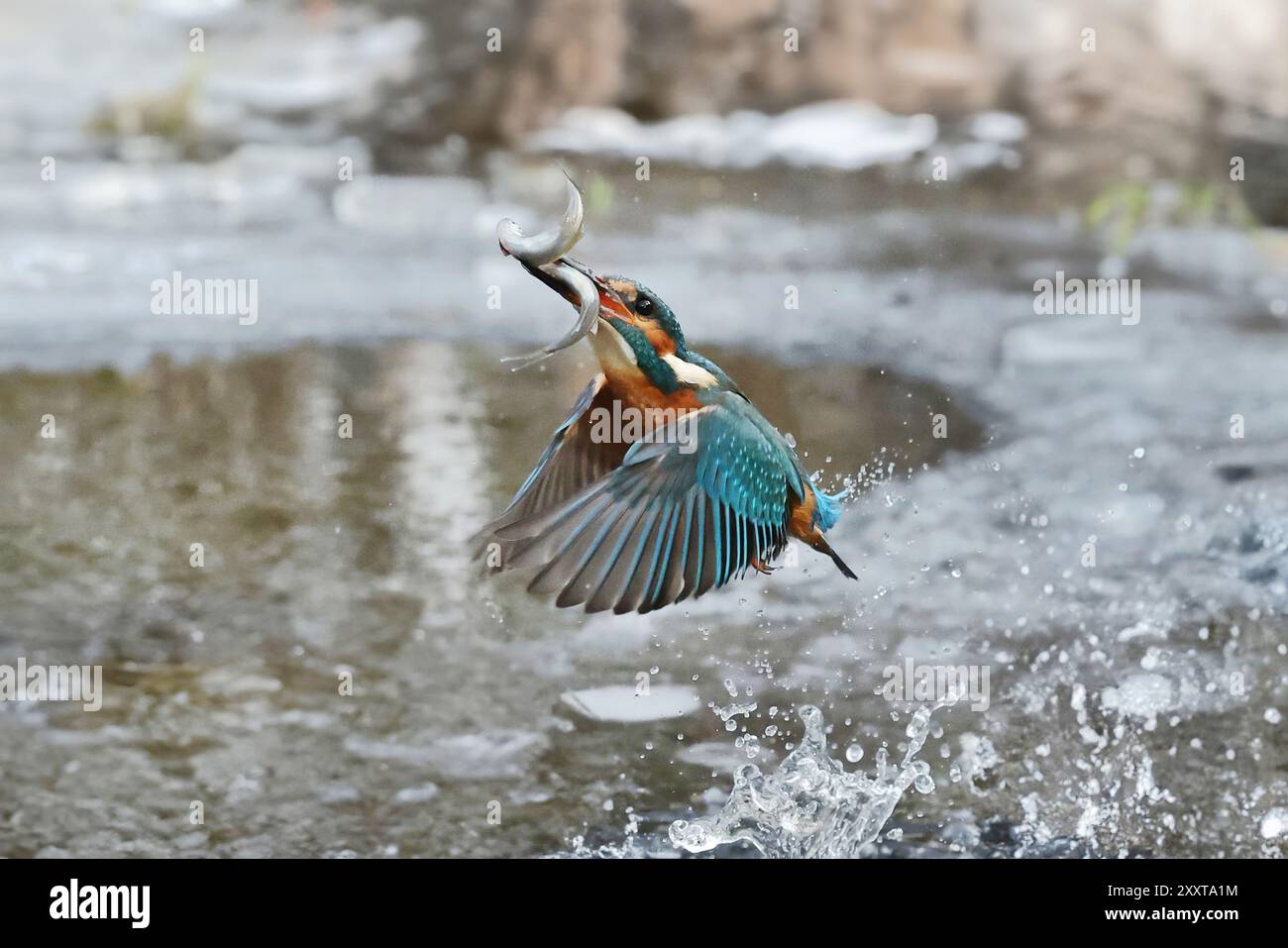 eisvogel (Alcedo atthis), beginnendes Weibchen mit gefangenem Fisch im Schnabel aus dem Wasser, Deutschland, Mecklenburg-Vorpommern Stockfoto