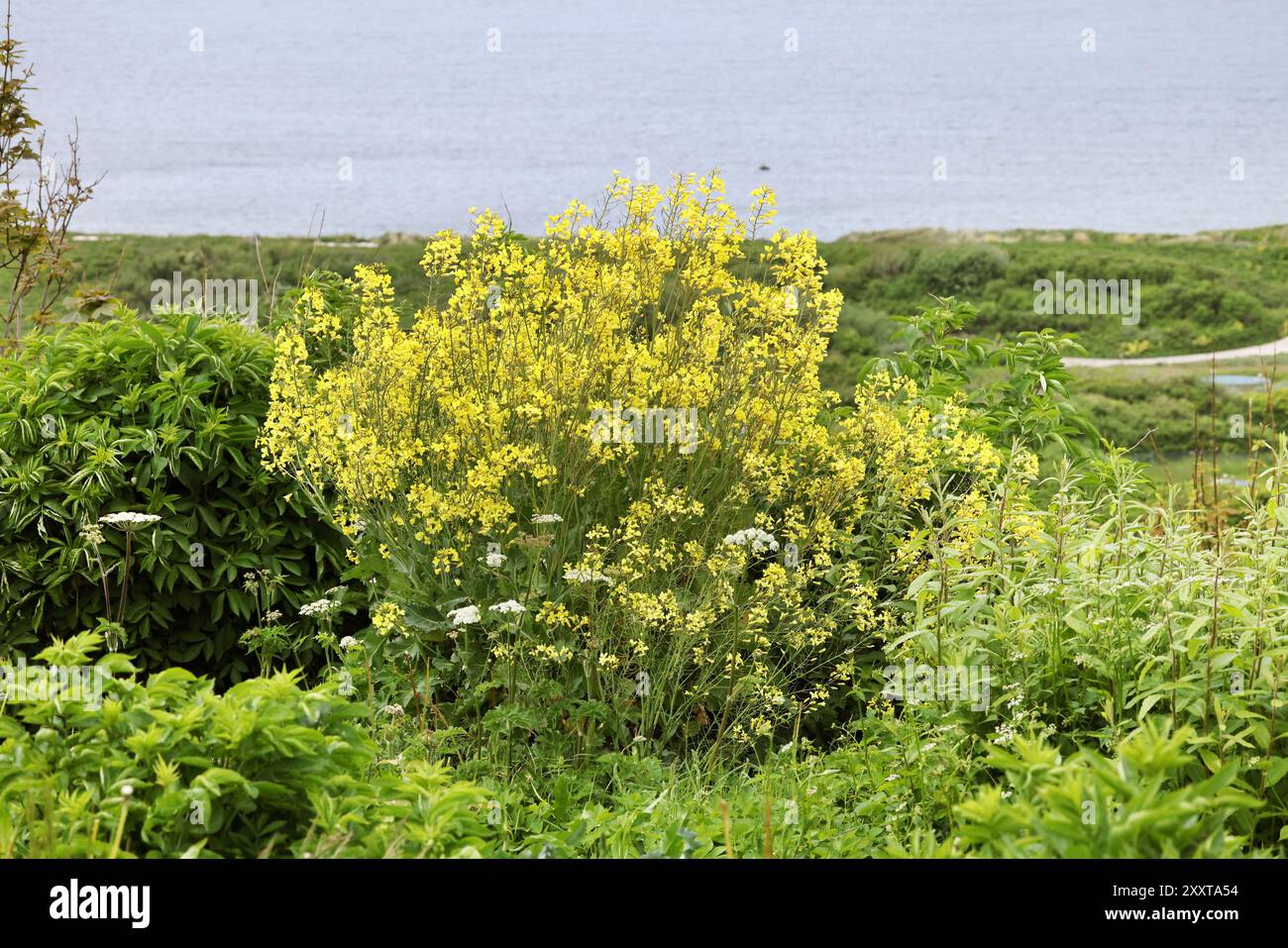 Blumenkohl (Brassica oleracea var. botrytis), Wildkohl, blühend, Deutschland, Schleswig-Holstein, Helgoland Stockfoto