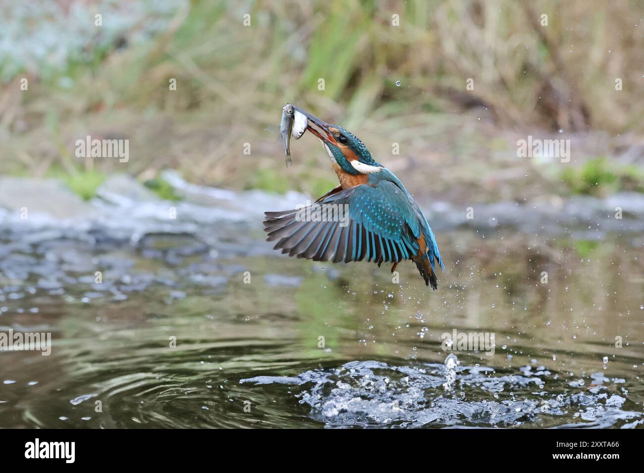 eisvogel (Alcedo atthis), beginnendes Weibchen mit gefangenem Fisch im Schnabel aus dem Wasser, Deutschland, Mecklenburg-Vorpommern Stockfoto