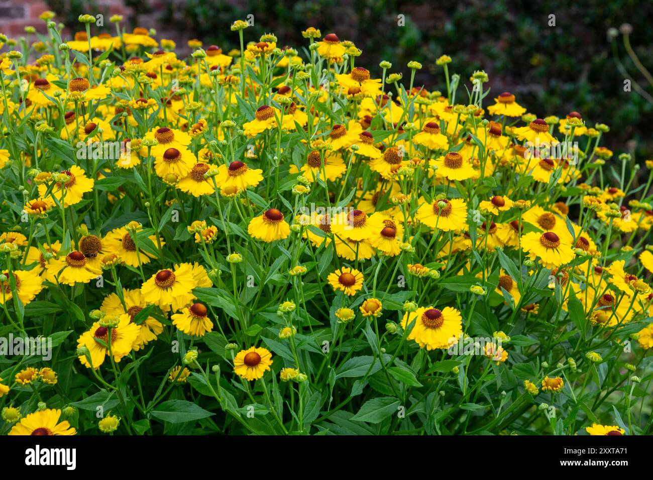 Große gelbe Sorte von Helenium blüht im Spätsommer-Garten. Stockfoto