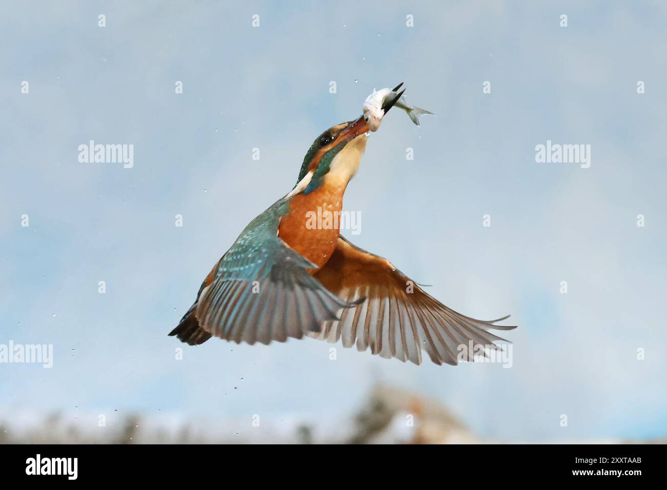 eisvogel (Alcedo atthis), beginnendes Weibchen mit gefangenem Fisch im Schnabel aus dem Wasser, Deutschland, Mecklenburg-Vorpommern Stockfoto