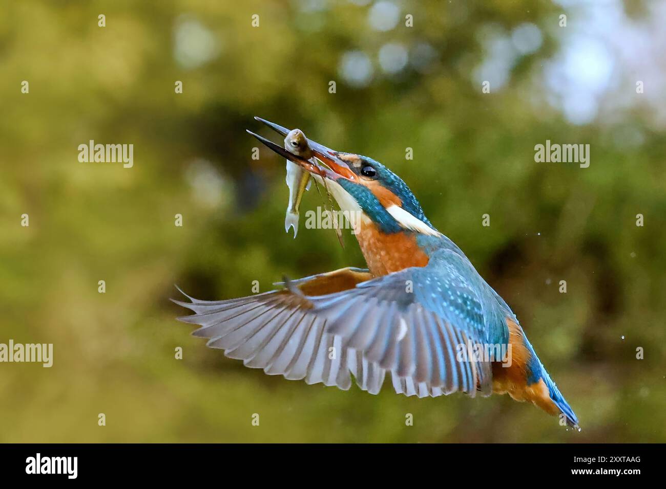 eisvogel (Alcedo atthis), beginnendes Weibchen mit gefangenem Fisch im Schnabel aus dem Wasser, Deutschland, Mecklenburg-Vorpommern Stockfoto