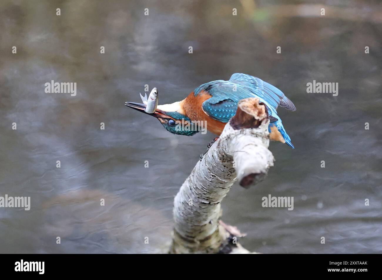 eisvogel (Alcedo atthis), weibliches Töten eines Mädels, Deutschland, Mecklenburg-Vorpommern Stockfoto
