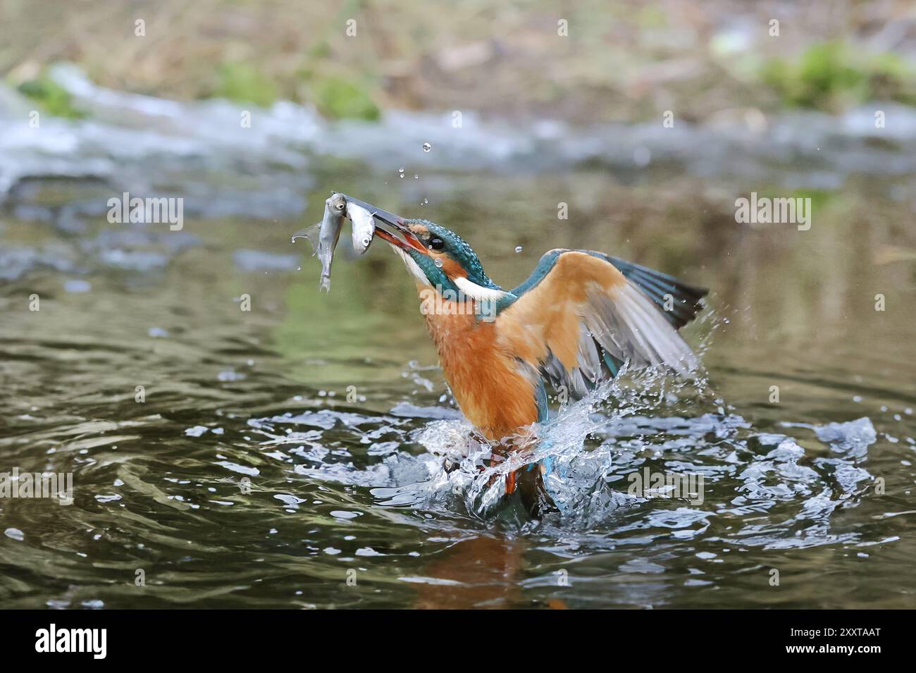 eisvogel (Alcedo atthis), beginnendes Weibchen mit gefangenem Fisch im Schnabel aus dem Wasser, Deutschland, Mecklenburg-Vorpommern Stockfoto