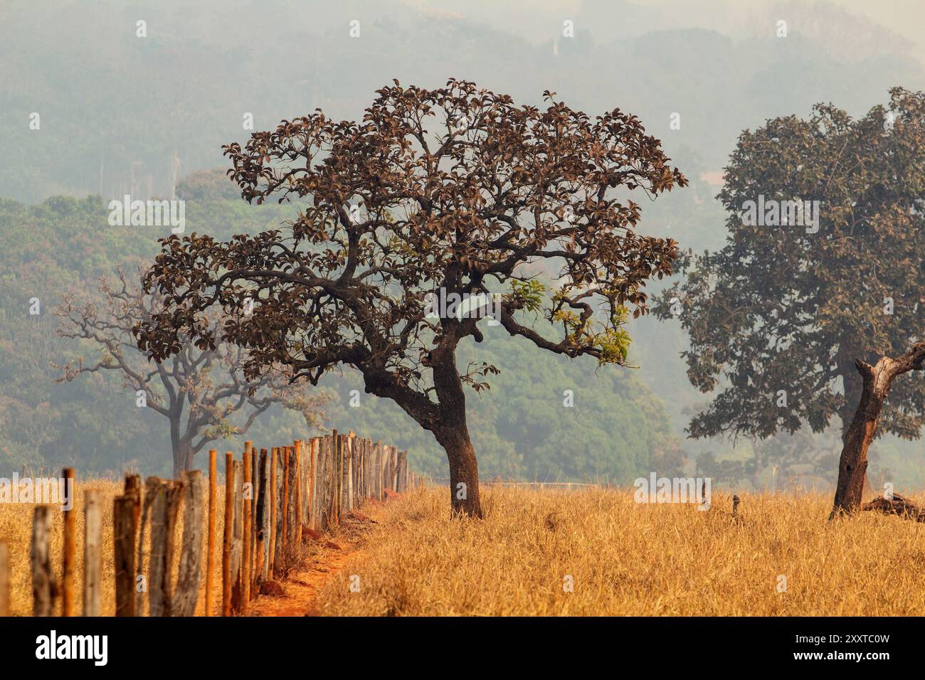 Goiania, Goias, Brasilien – 25. August 2024: Einige Bäume mit trockenem Gras und einem Holzzaun in einer Landschaft mit viel Rauch von Bränden. Stockfoto