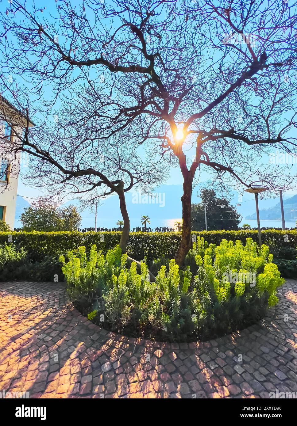 Der helle Morgenhimmel scheint durch die Äste im Parco Villa Malpensata (Park of Museo delle Culture), Lugano, Tessin, Schweiz Stockfoto Der helle Morgenhimmel scheint durch die Äste im Parco Villa Malpensata (Park of Museo delle Culture), Lugano, Tessin, Schweiz Stockfoto