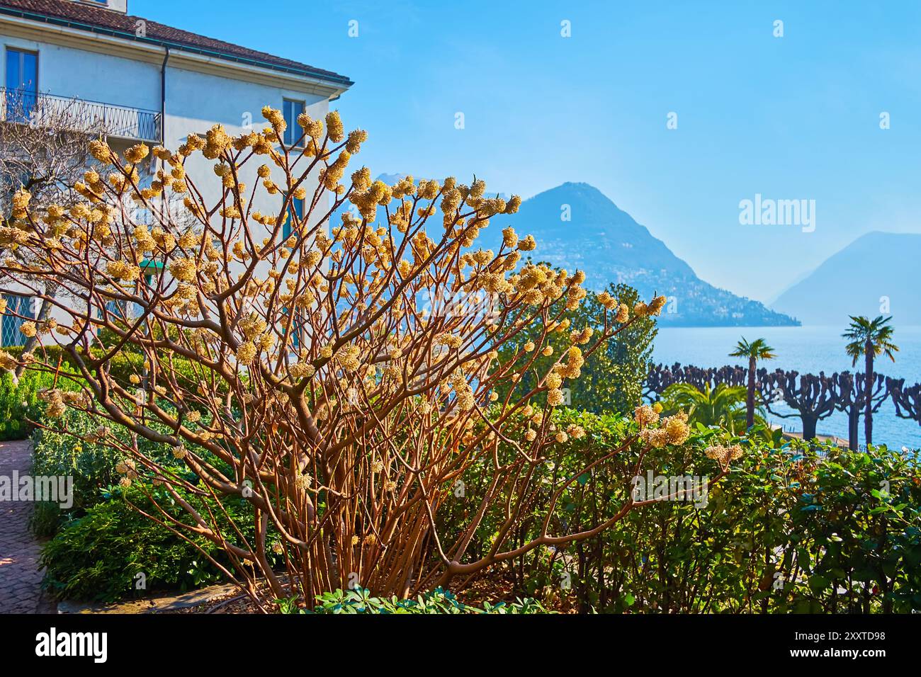 Die getrimmten Büsche und die blühende Edgeworthia chrysantha im Parco Villa Malpensata, Lugano, Tessin, Schweiz Stockfoto