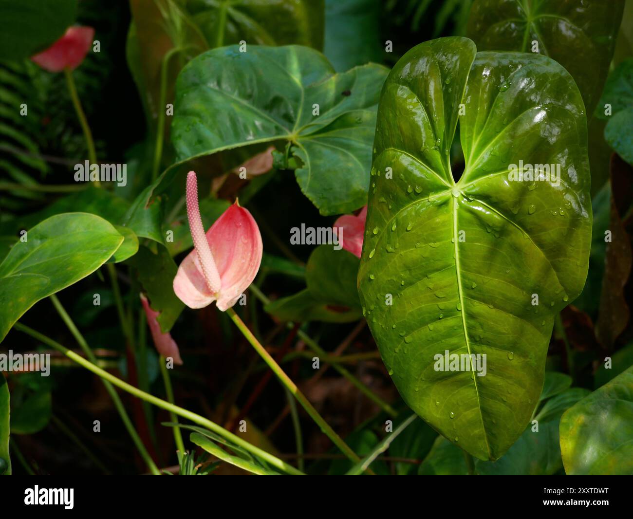 Anthurium andraeanum rosa schöne Blume im Sonnenlicht Nahaufnahme. Tropisches Konzept. Botanischer Garten in Puerto de la Cruz, Teneriffa. Muster für Design Stockfoto