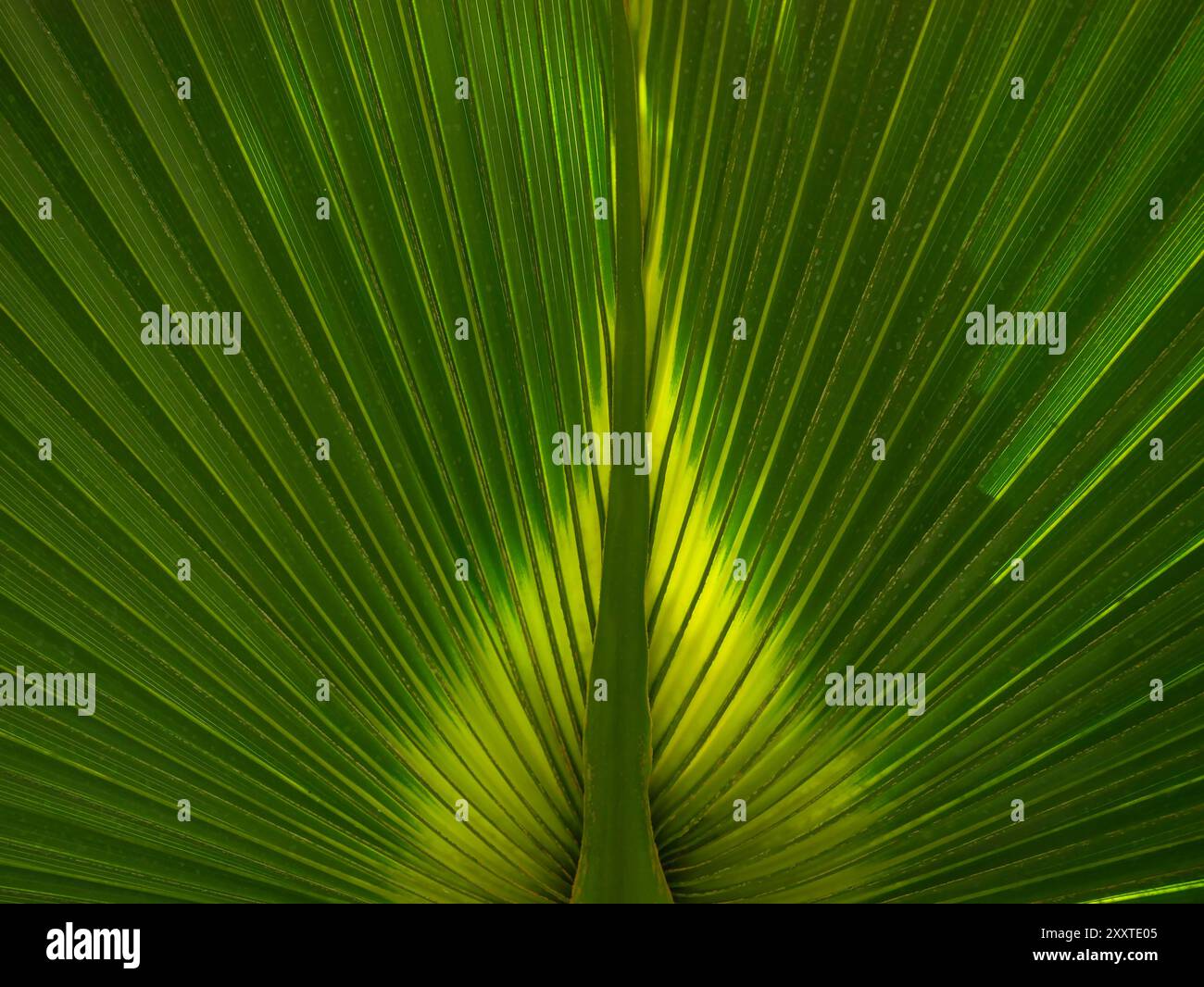 Natürlicher Palmblatthintergrund. Muster für Designtapete, Banner, Poster, Karte oder Umschlag. Tropisches Konzept. Stockfoto