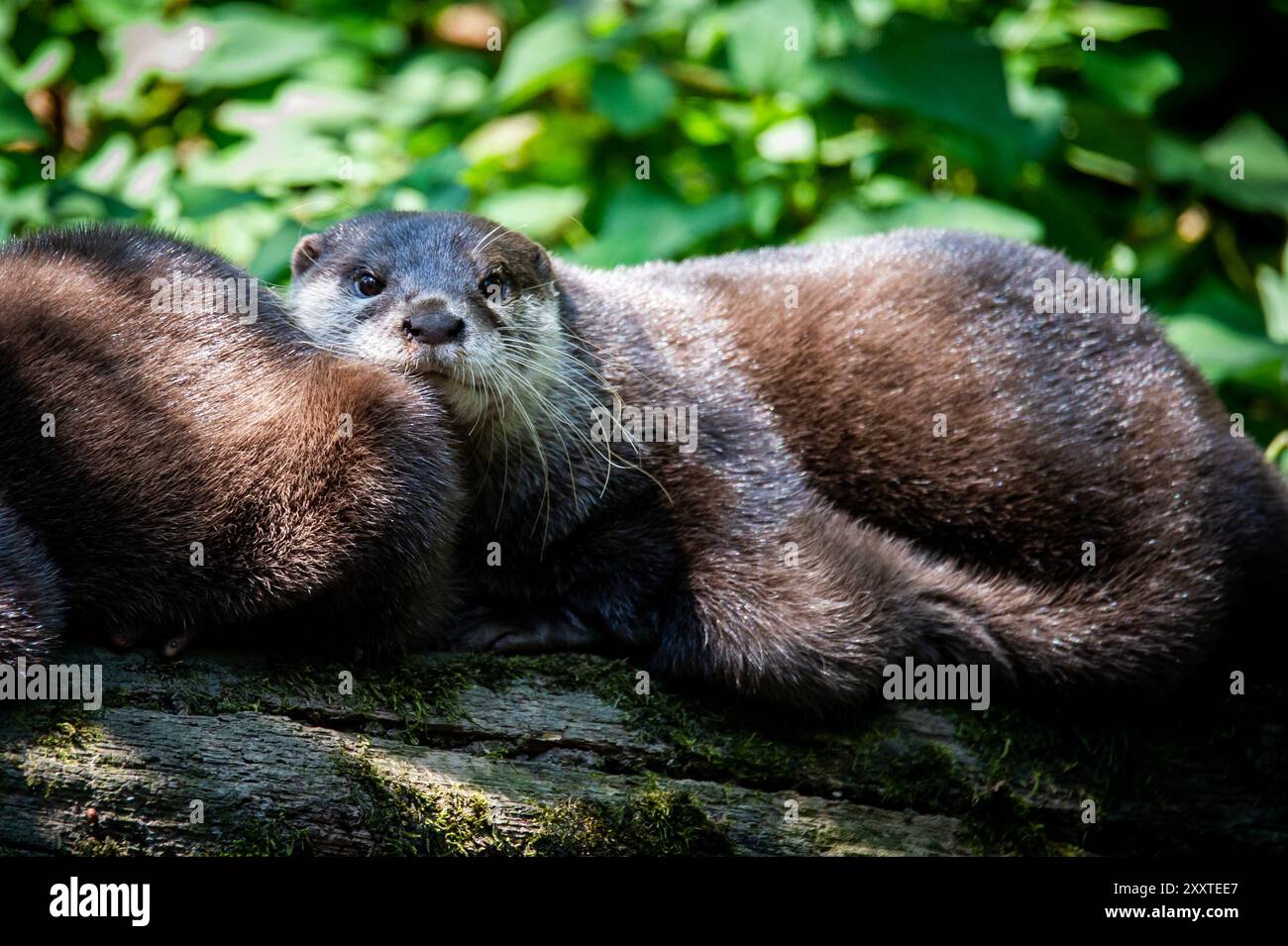 Zwei Otter zusammen auf einem Baumstamm im Wald. Stockfoto