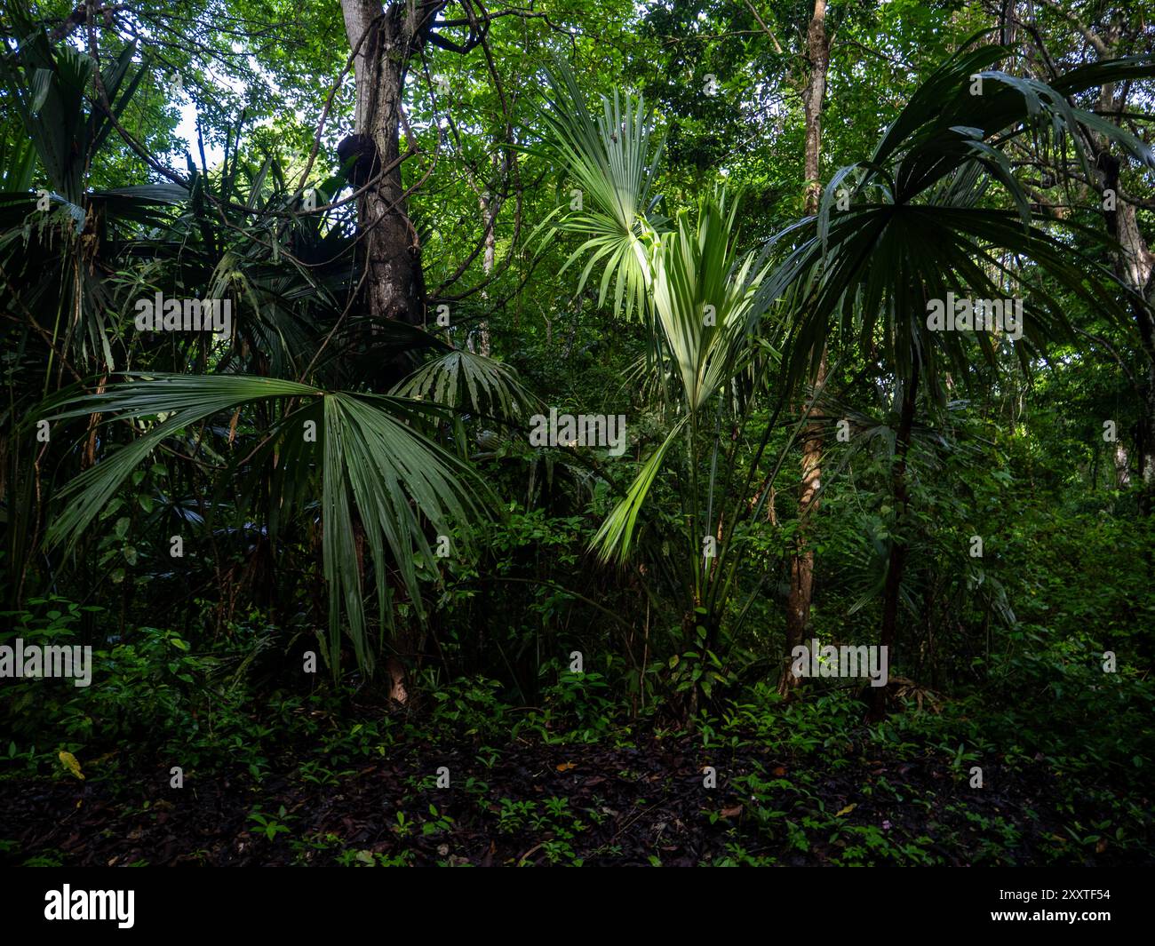 Regenwald im Tayrona Nationalpark in Kolumbien. Stockfoto