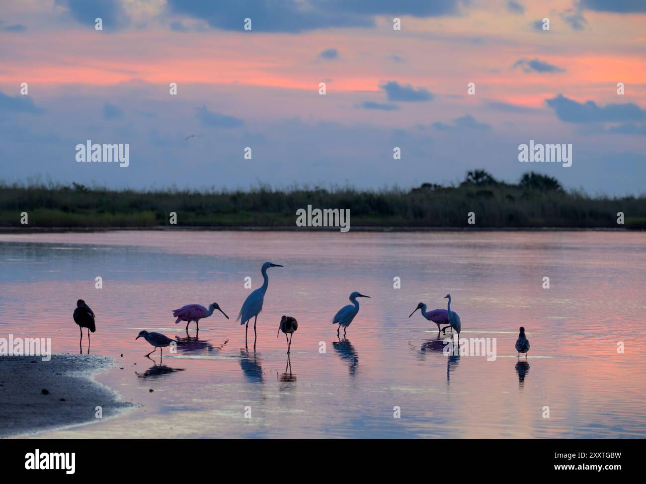 Gruppe von Ufervögeln, Löffeln, Reihern, Reihern, Ibissen, als Feuchtgebiete an der Küste am frühen Morgen vor Sonnenaufgang, Galveston, Texas, USA. Stockfoto