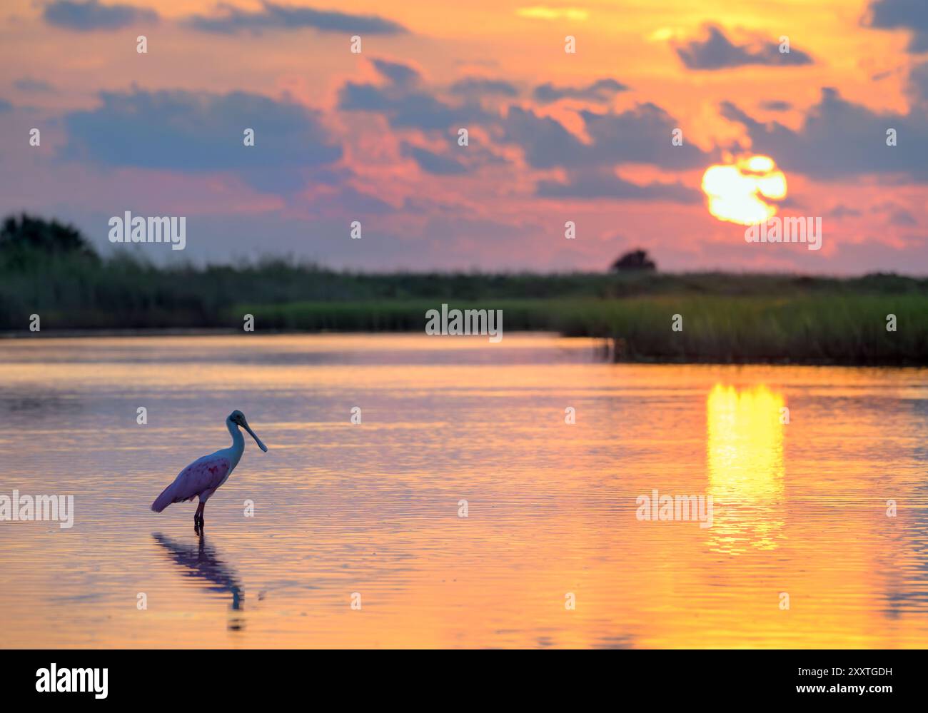 Rosenlöffelschnabel (Platalea ajaja) bei Sonnenaufgang im flachen Wasser der Lagune in den Feuchtgebieten der Küste, Galveston, Texas, USA. Stockfoto