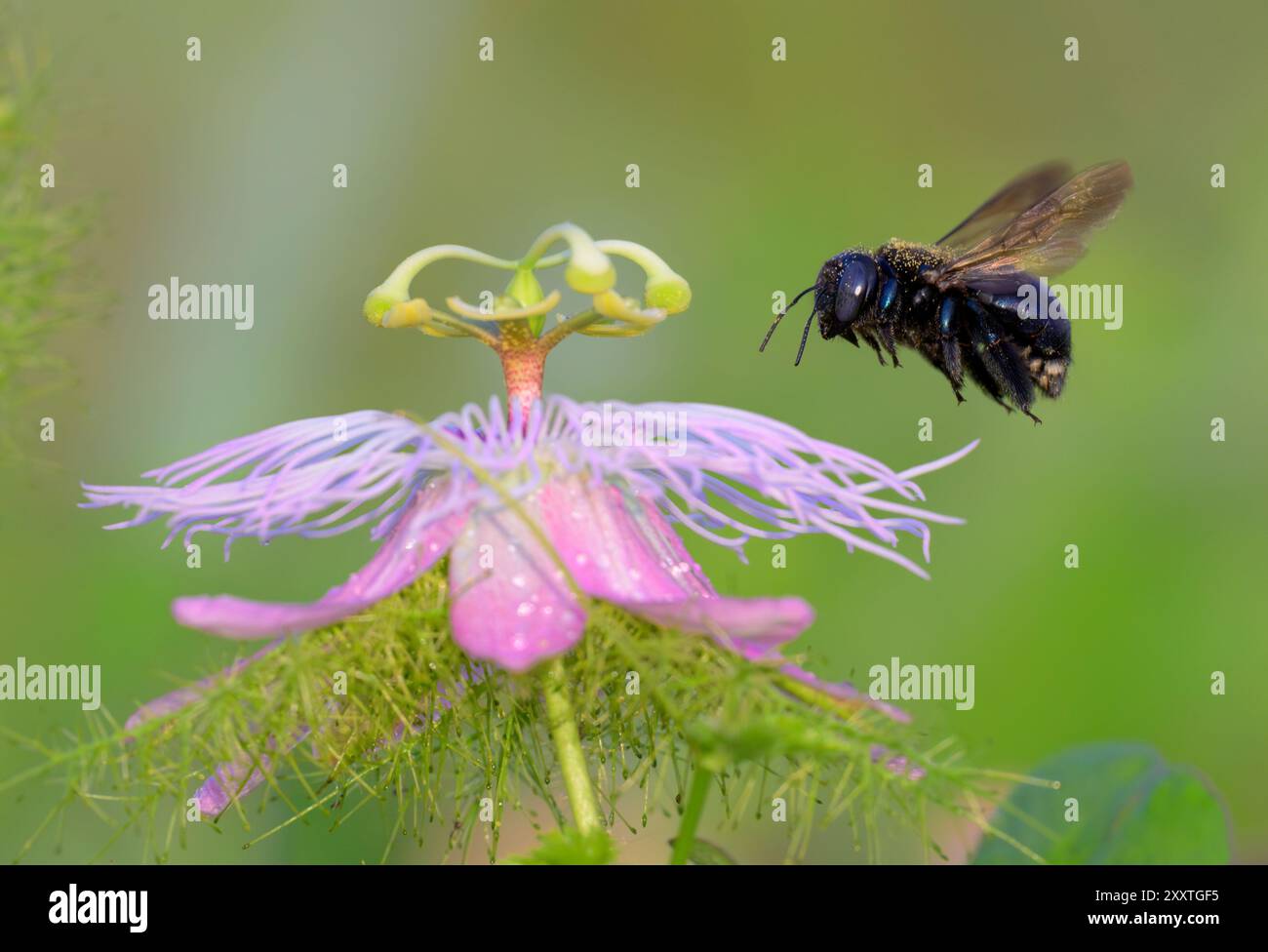 Südliche Zimmermannsbiene (Xylocopa micans), weibliche, sich nähernde Blume der Scarletfrucht-Passionsblume (Passiflora foetida), Galveston, Texas, USA. Stockfoto